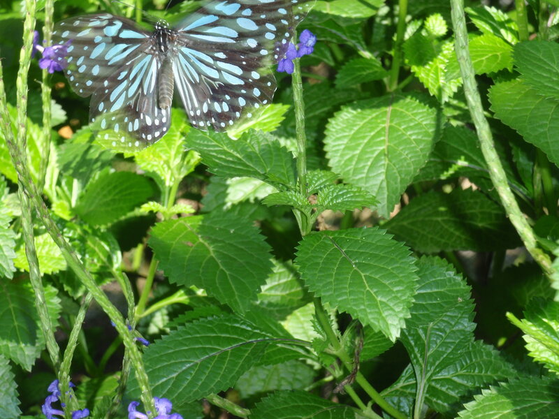 Blue butterfly on green plant