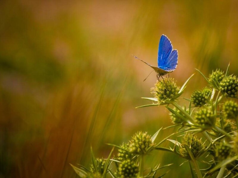Blue butterfly on green plant