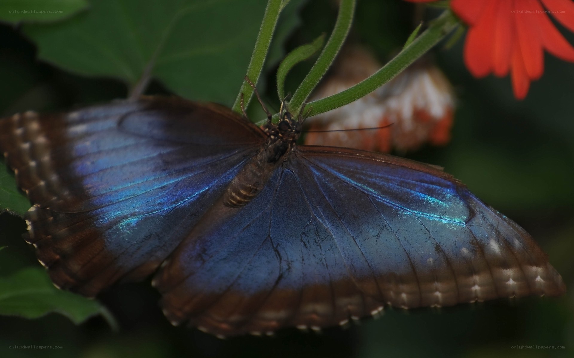 Blue butterfly on green stem