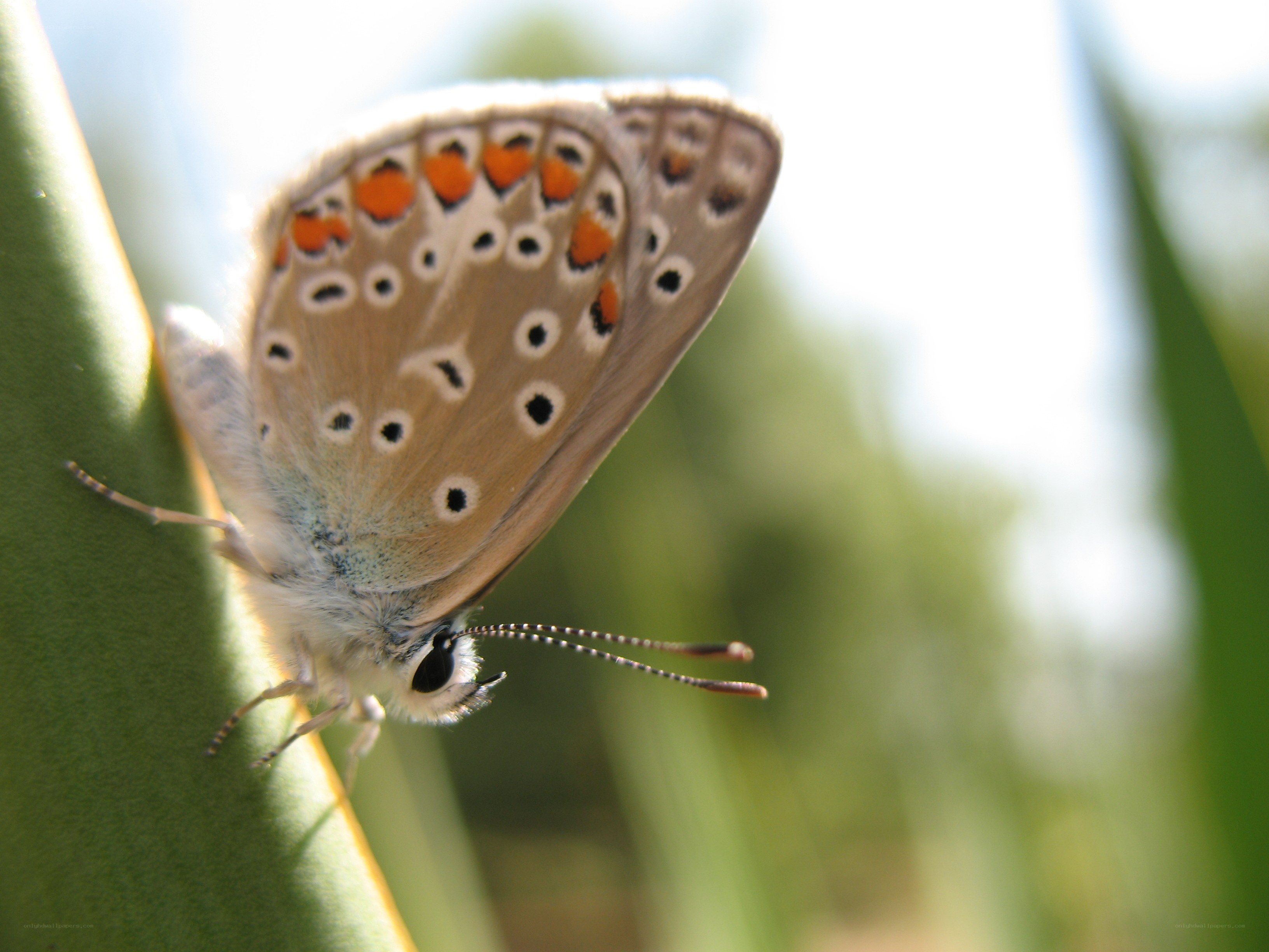 blue butterfly on green stem