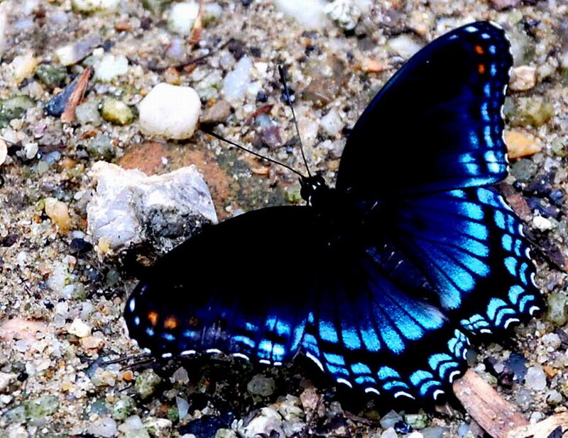 Blue Butterfly on Ground — Calm, Photograph, Rocks
