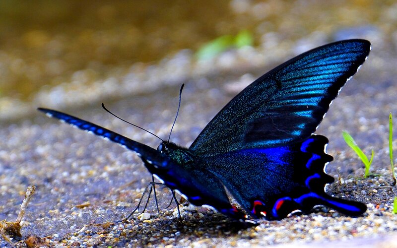 Blue Butterfly on Ground — Calm, Photograph