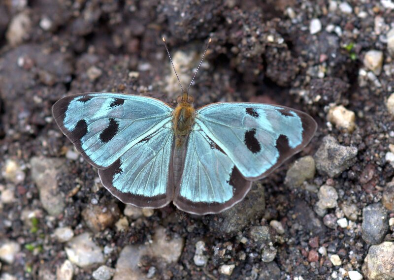 Blue Butterfly on Ground — Calm