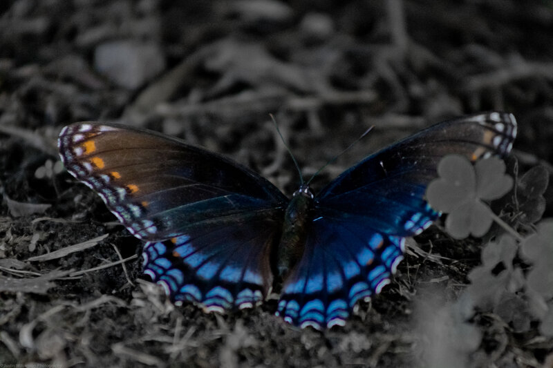 Blue Butterfly on Ground — Natural, Photograph