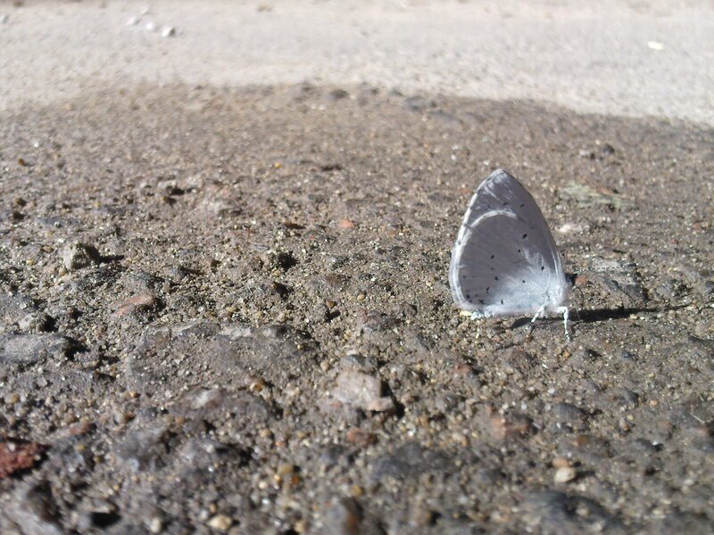 blue butterfly on ground