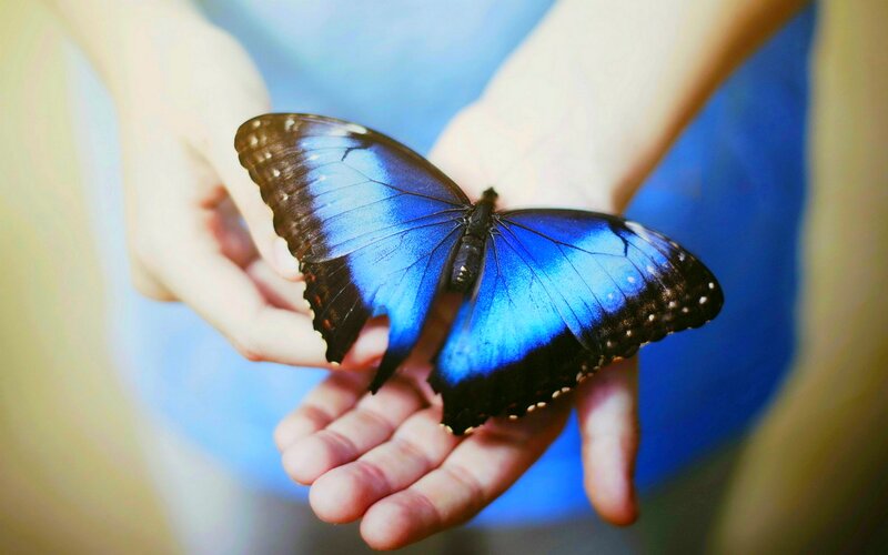 Blue Butterfly on Hand — Calm, Photograph, Hands