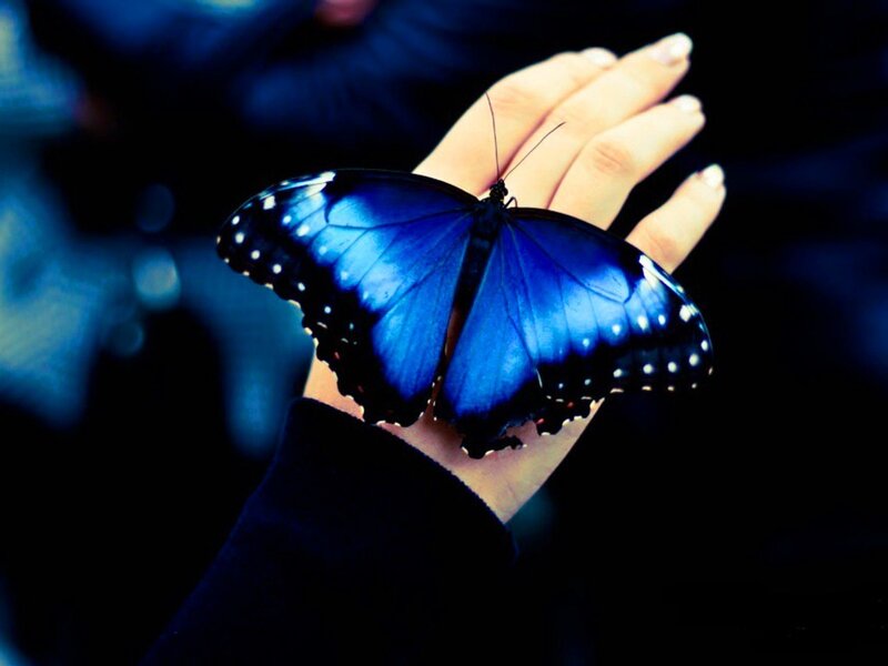 Blue Butterfly on Hand — Calm, Photograph