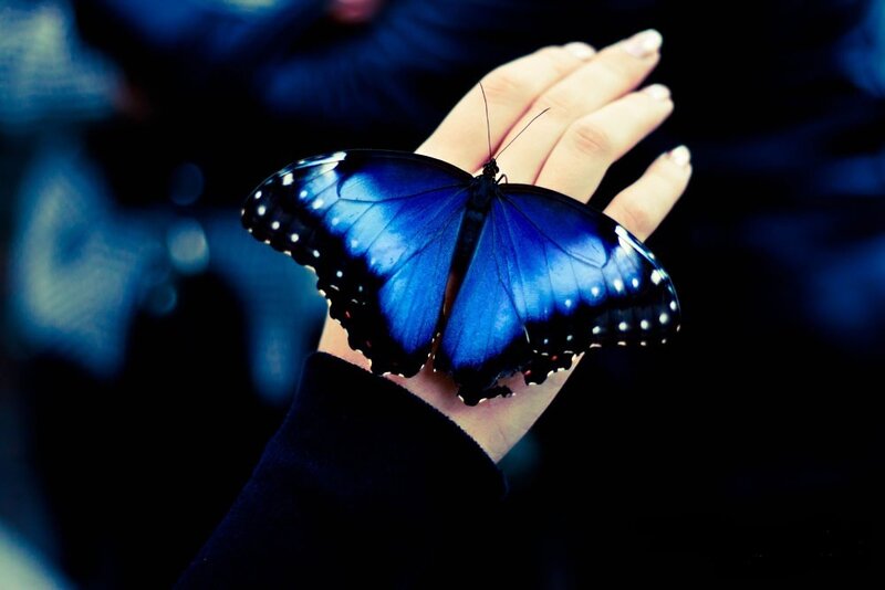 Blue Butterfly on Hand — Calm