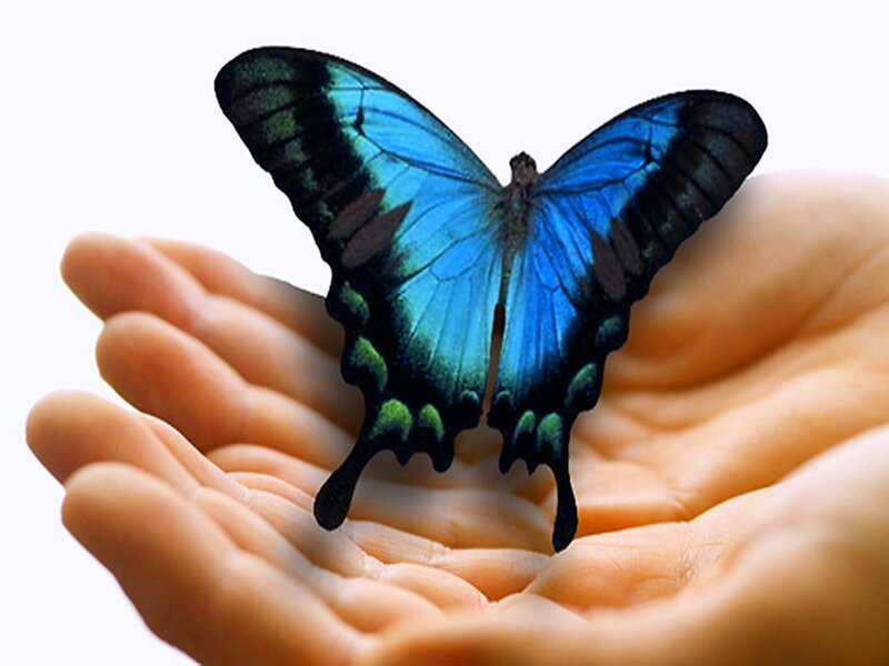 Blue Butterfly on Hand — Serene