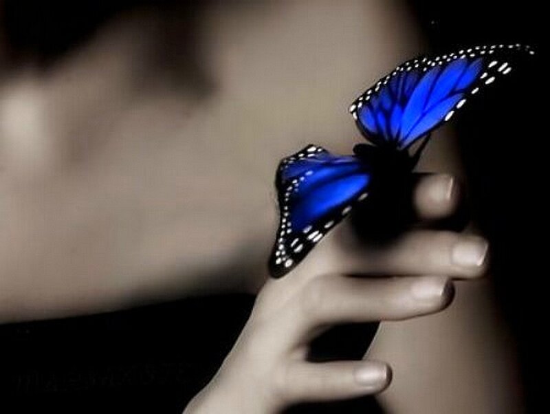 blue butterfly on hand