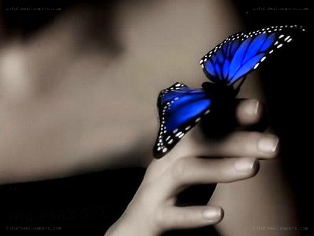 blue butterfly on hand