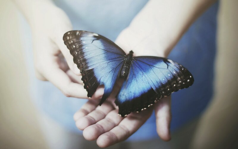 Blue Butterfly on Hands — Serene