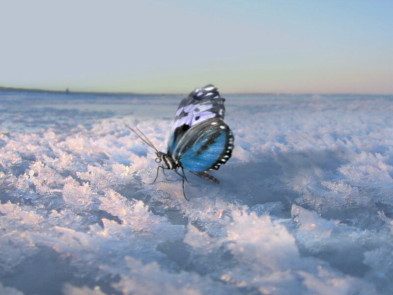 Blue Butterfly on Ice