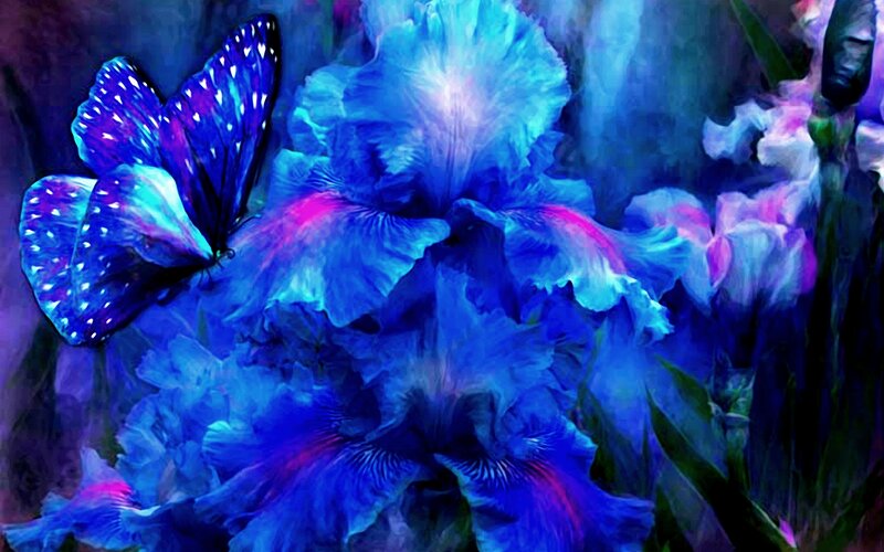 Blue Butterfly on Iris