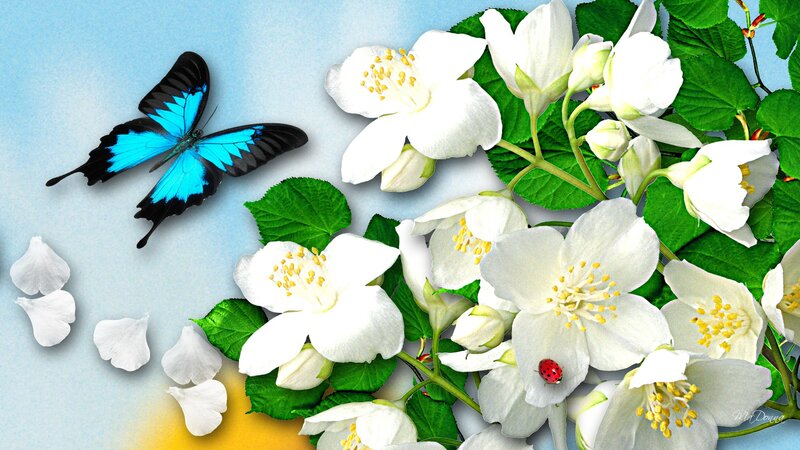 Blue Butterfly on Jasmine