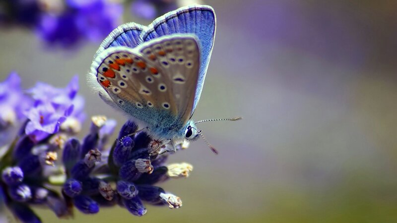 Blue butterfly on lavender
