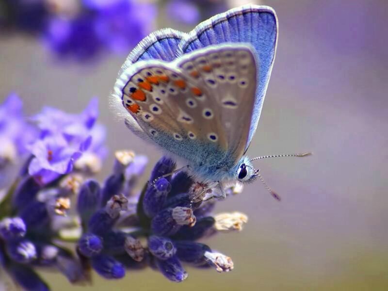 Blue Butterfly on Lavender — Purple, Calm, Afternoon, Photograph