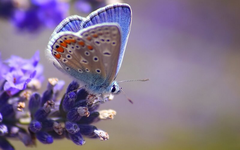 Blue Butterfly on Lavender — Purple, Calm, Afternoon