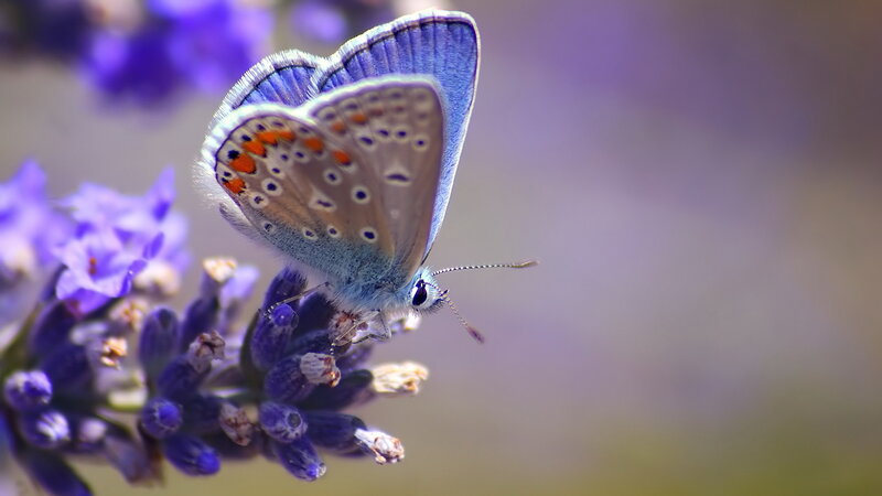 Blue Butterfly on Lavender — Purple, Calm