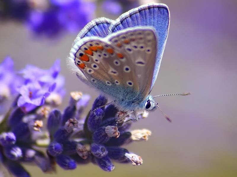 Blue Butterfly on Lavender — Purple, Serene
