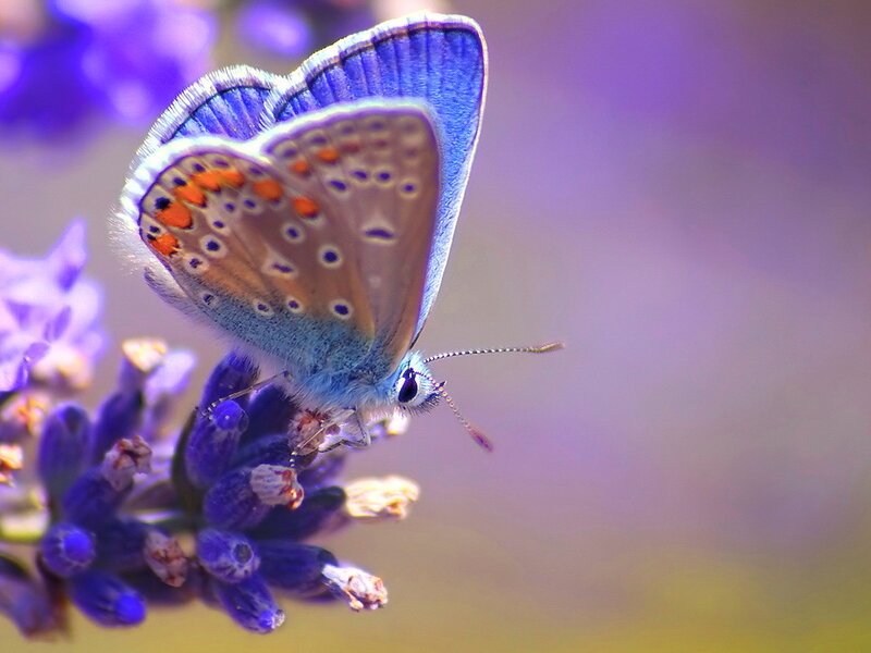 Blue Butterfly on Lavender — Purple