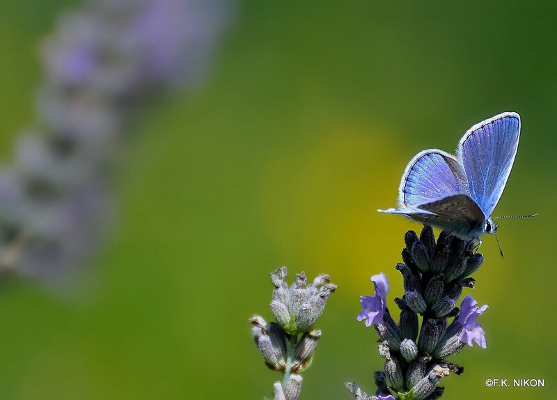 Blue Butterfly on Lavender — Serene
