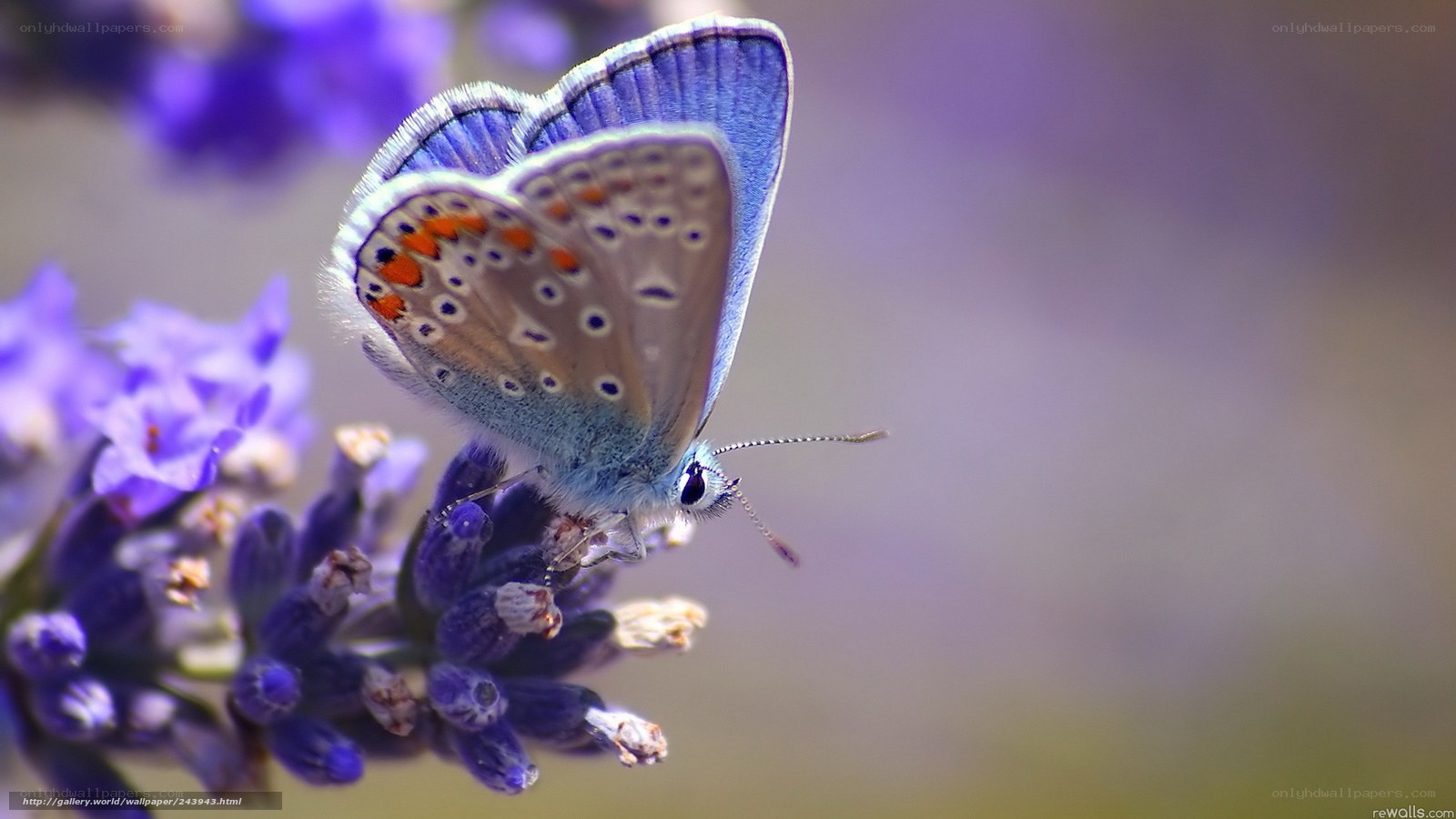 blue butterfly on lavender