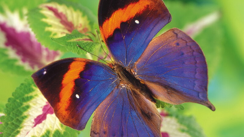 Blue butterfly on leaf