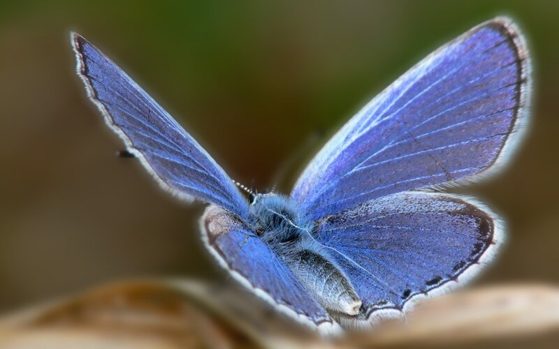 blue butterfly on leaf