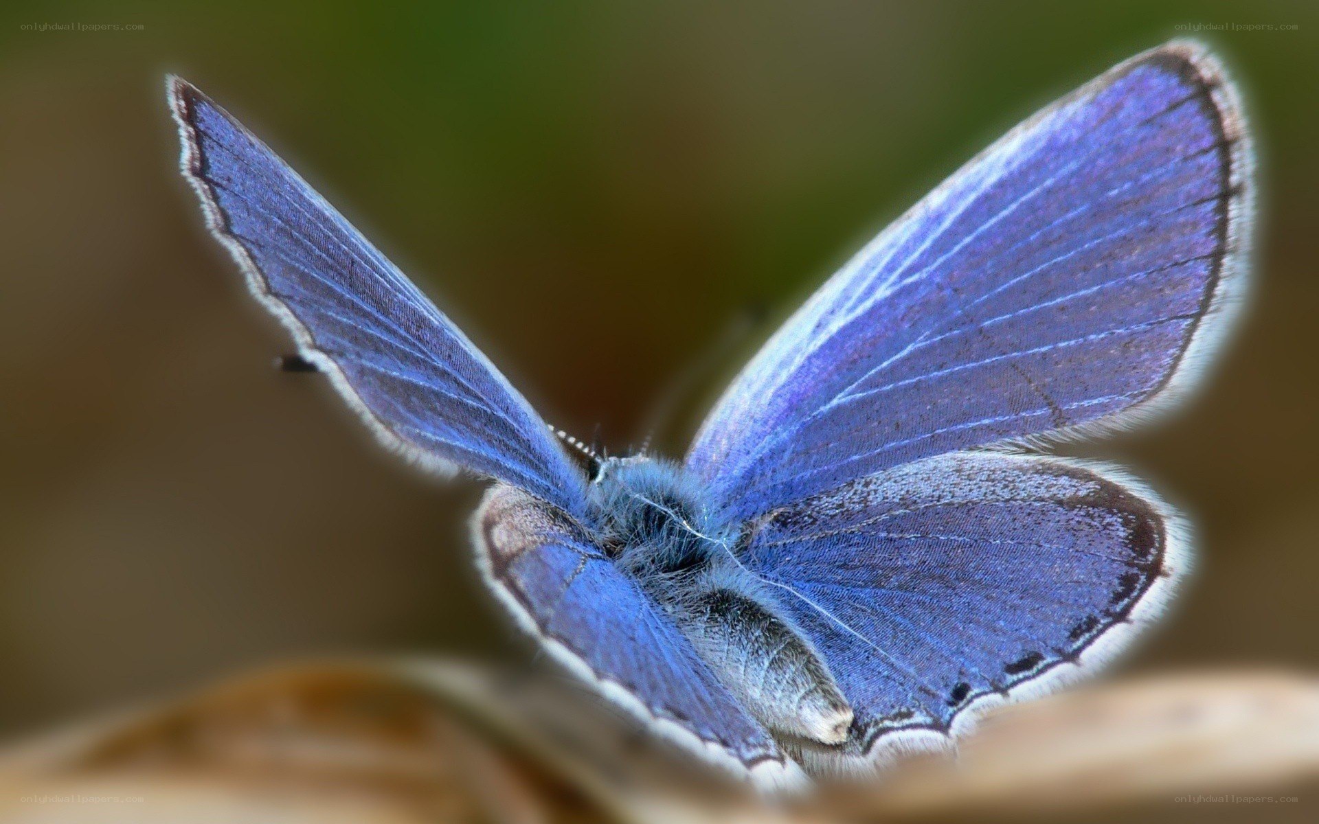 blue butterfly on leaf