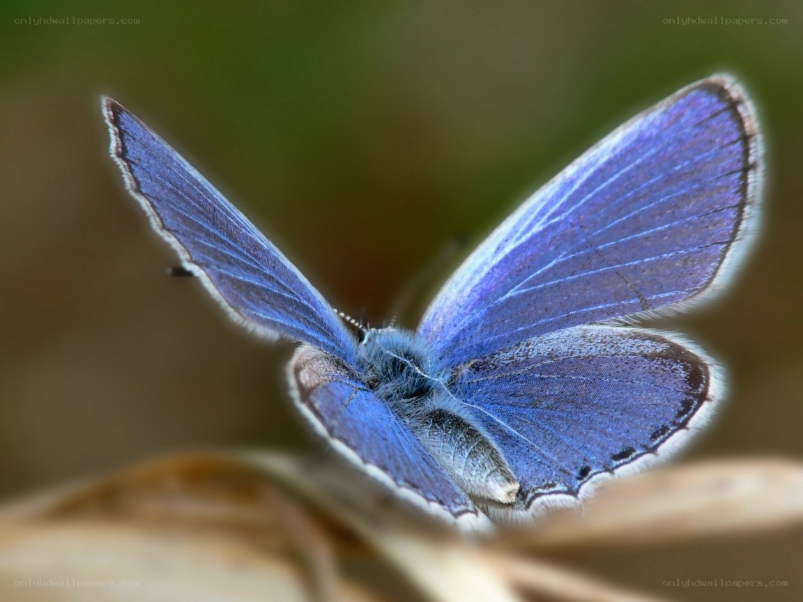 blue butterfly on leaf