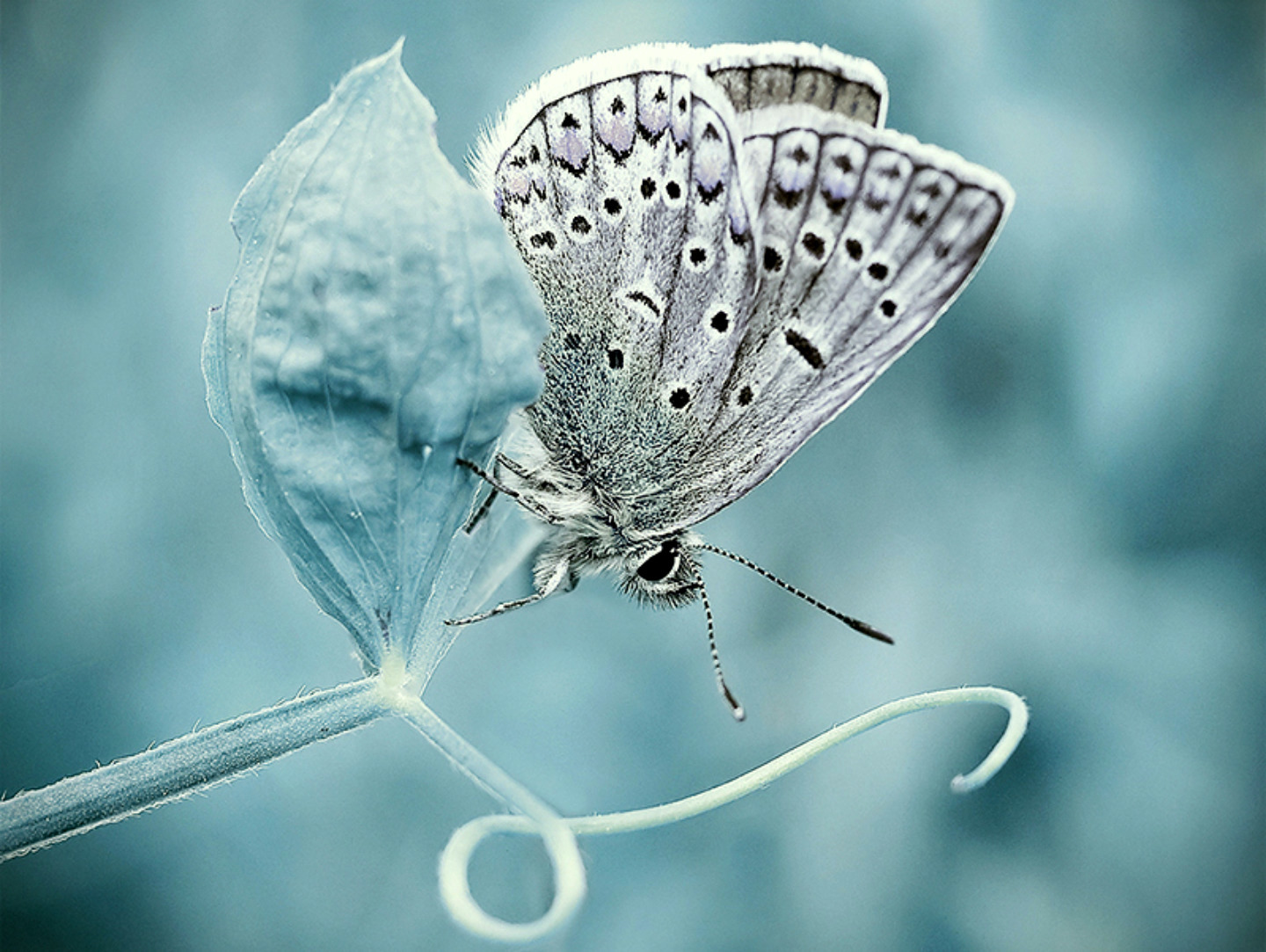 Blue butterfly on leaf