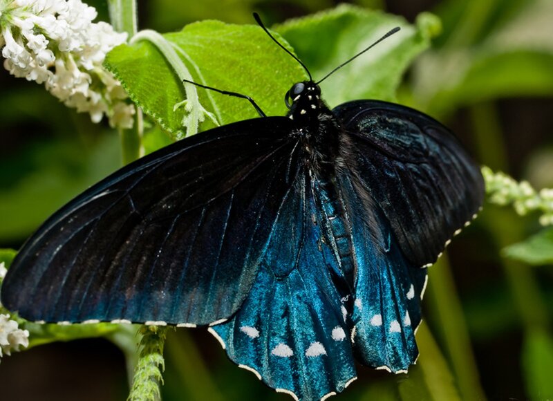 Blue Butterfly on Leaf — Black