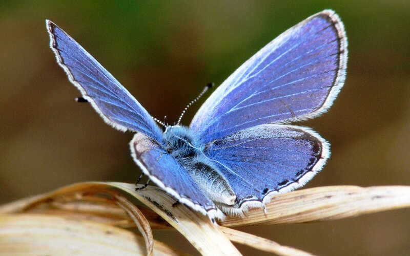 Blue Butterfly on Leaf — Calm, Afternoon, Photograph, Insect