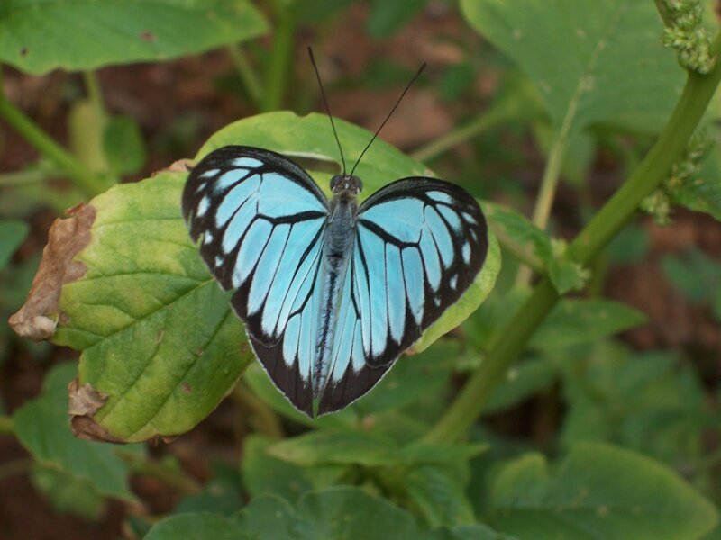 Blue Butterfly on Leaf — Calm, Afternoon, Photograph, Plant, Insect