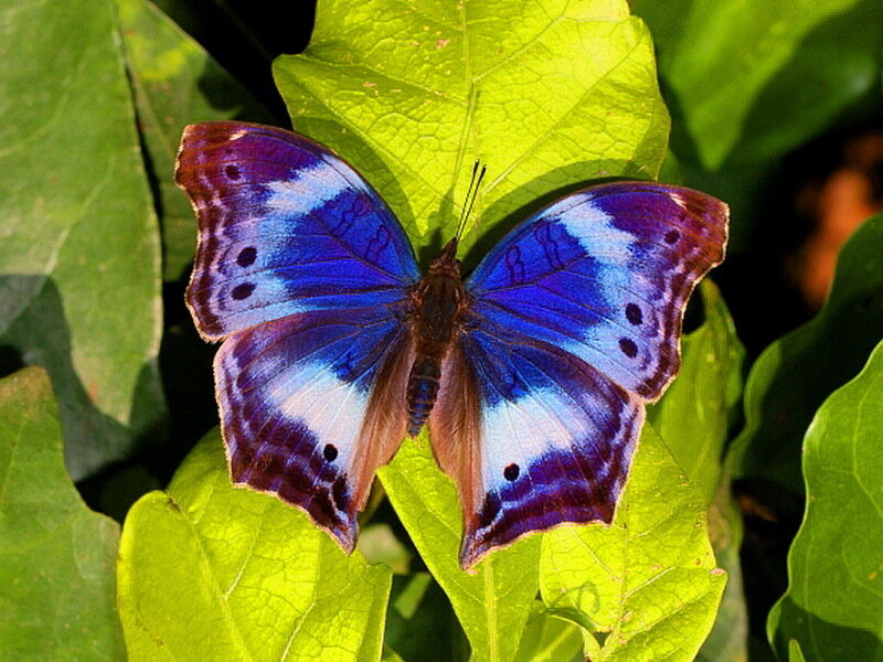 Blue Butterfly on Leaf — Calm, Afternoon, Photograph