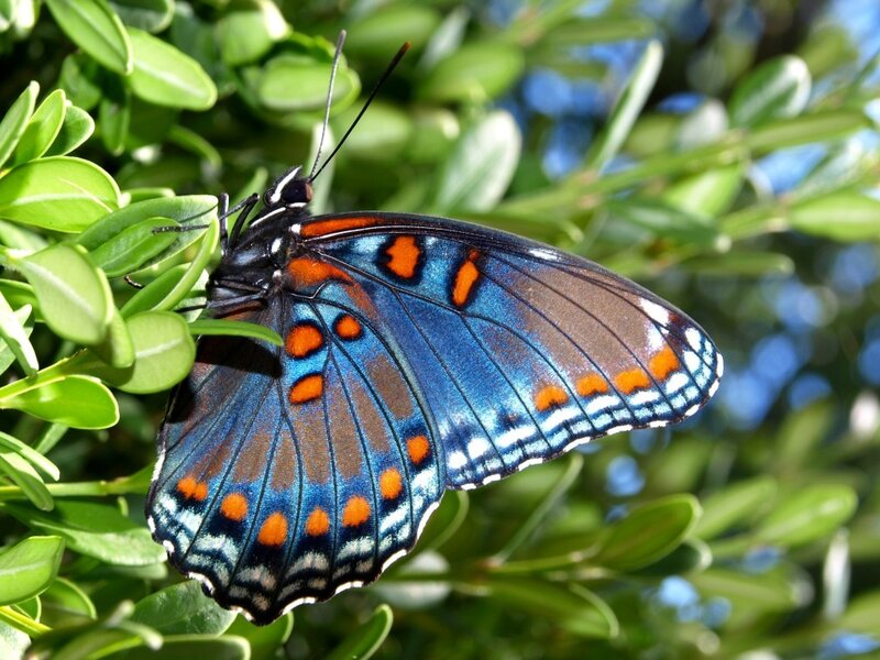 Blue Butterfly on Leaf — Calm, Afternoon