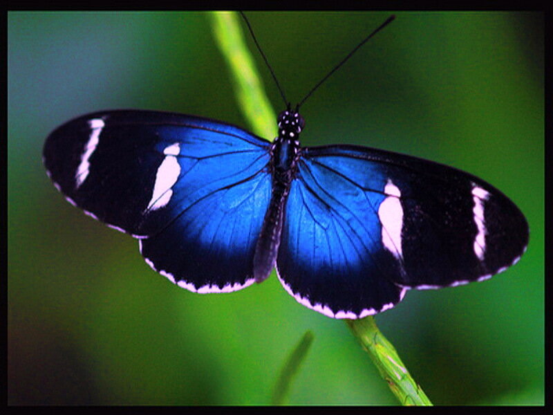 Blue Butterfly on Leaf — Calm, Photograph, Green Background