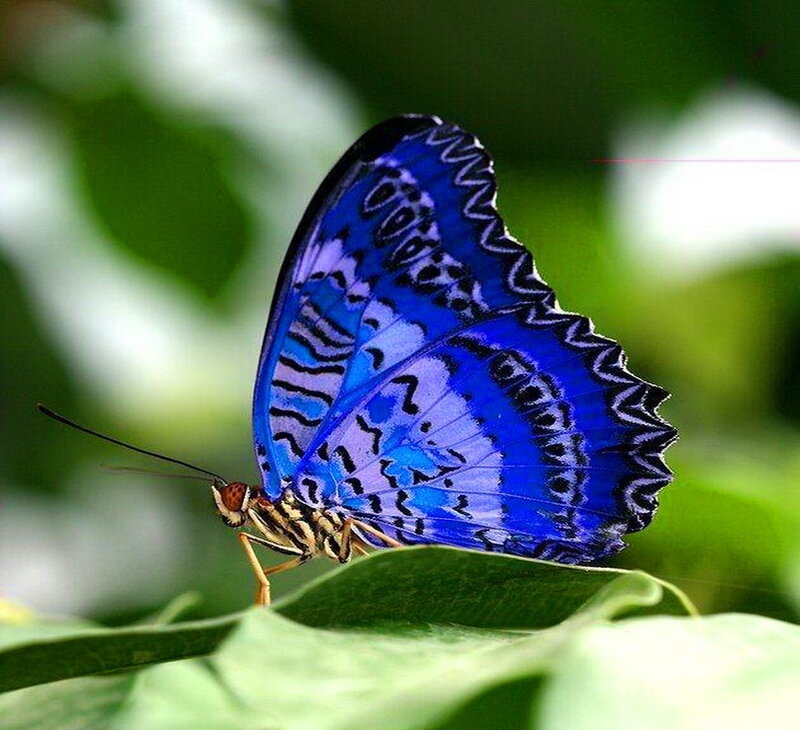 Blue Butterfly on Leaf — Calm, Photograph, Greenery