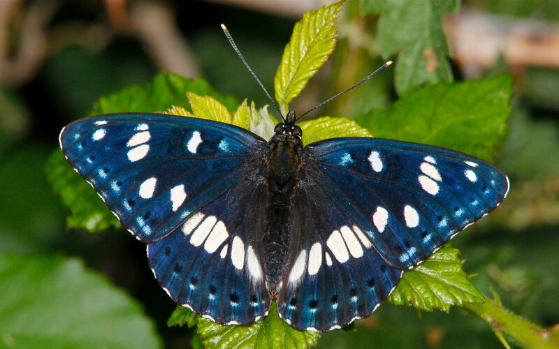 Blue Butterfly on Leaf — Calm, Photograph, Plant