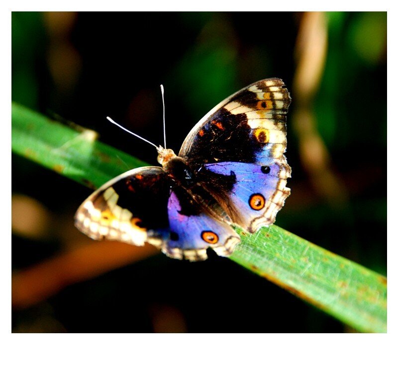 Blue Butterfly on Leaf — Calm, Photograph