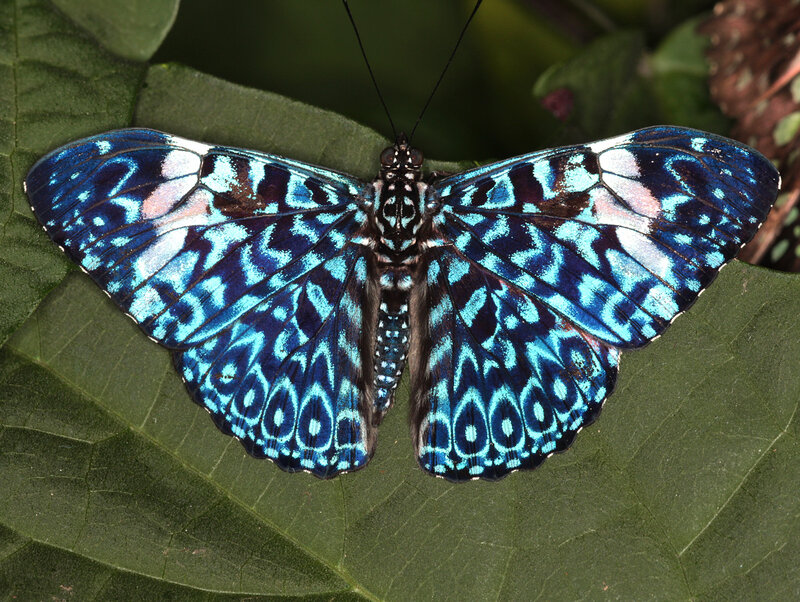 Blue Butterfly on Leaf — Calm, Photograph, Wings