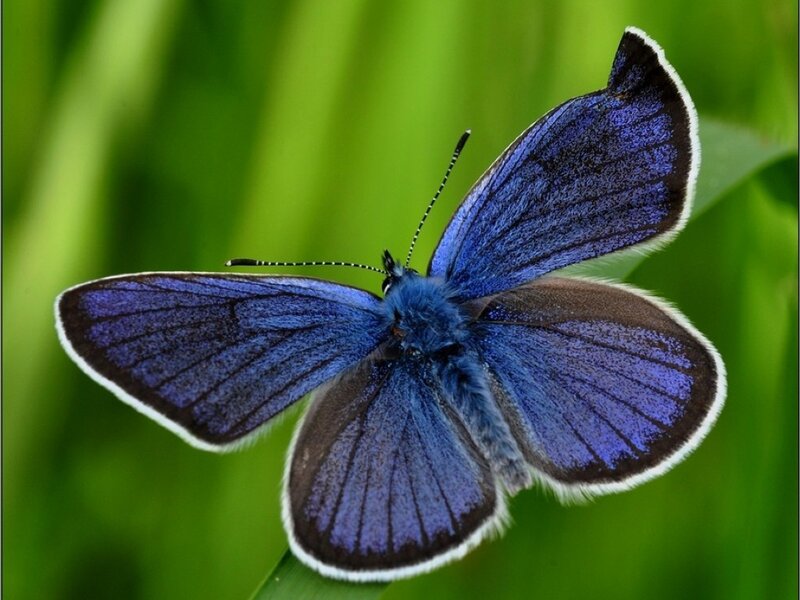 Blue Butterfly on Leaf — Calm