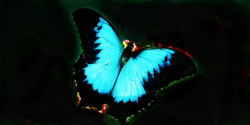 Blue Butterfly on Leaf — Dramatic