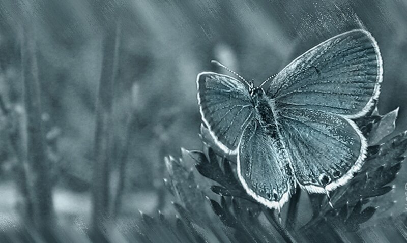 Blue Butterfly on Leaf — Gray
