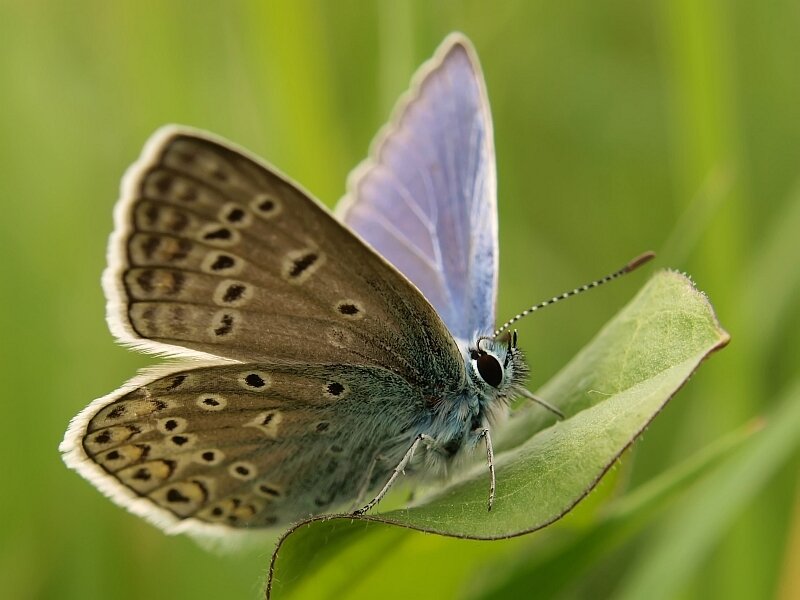 Blue Butterfly on Leaf — Green, Calm, Afternoon, Photograph, Green Background