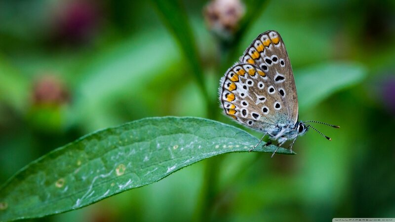Blue Butterfly on Leaf — Green, Calm, Afternoon, Photograph, Plant