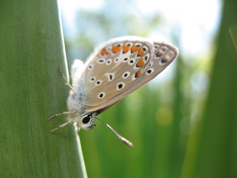 Blue Butterfly on Leaf — Green, Calm, Afternoon, Photograph, Sunlight, Brown