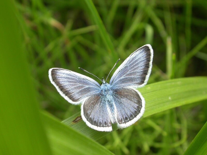 Blue Butterfly on Leaf — Green, Calm, Afternoon