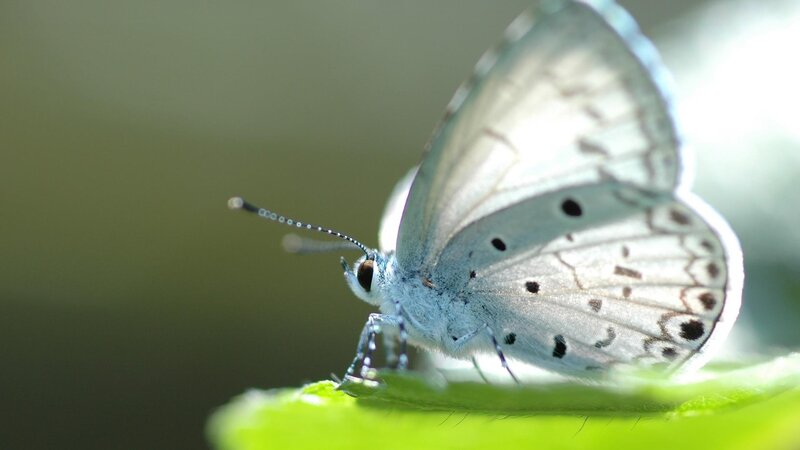 Blue Butterfly on Leaf — Green, Calm, Morning, Photograph